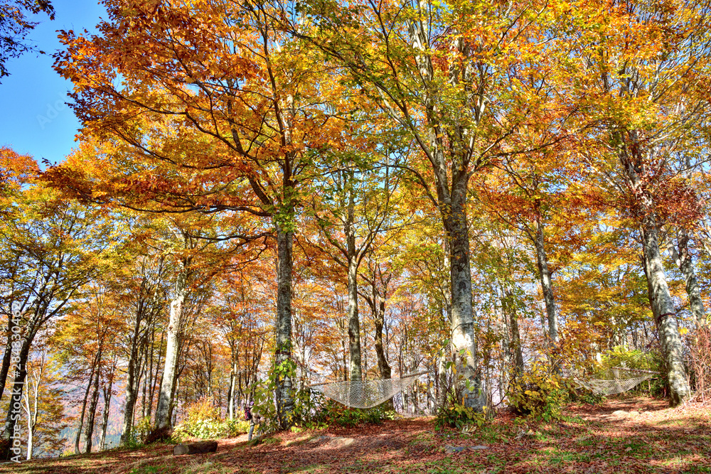 Fototapeta premium 長野県白馬村 秋の白馬岩岳 紅葉
