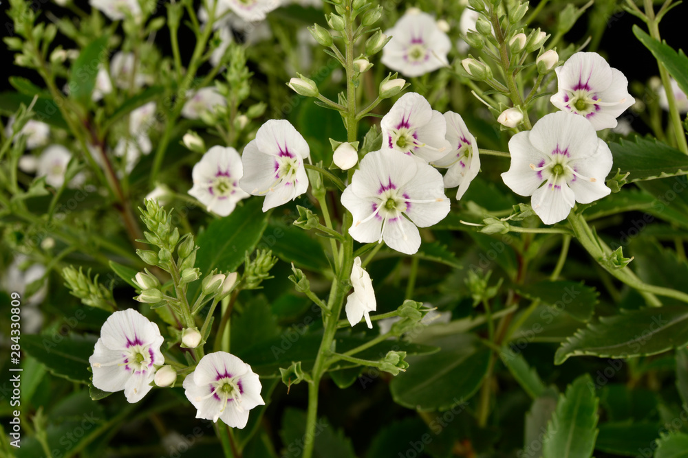 Avalanche Fleurs blanches du cultivar Parahebe Avalanche Fleurs blanches du cultivar Parahebe