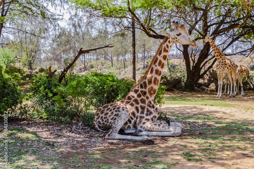 Giraffe sitting in Haller Park near Mombasa