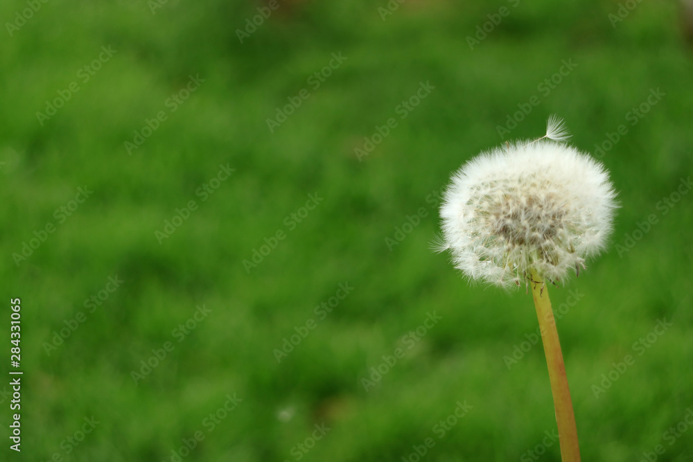 Fluffy white Dandelion flower head with its tiny florets against blurry green meadow