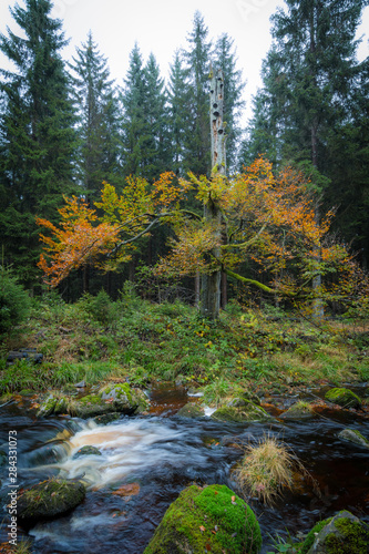 Herbst in einem Wald im Harz