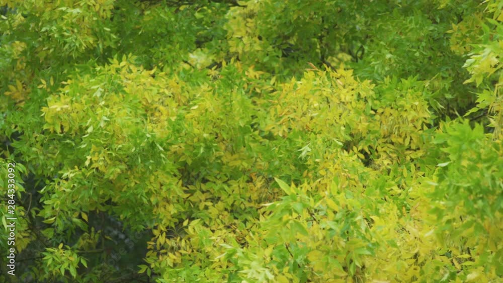 Yellow foliage in early autumn. Rainy day. Bad weather background. Pan to left camera movement Yellow foliage in early autumn. Rainy day. Bad weather background. Pan to left camera movement