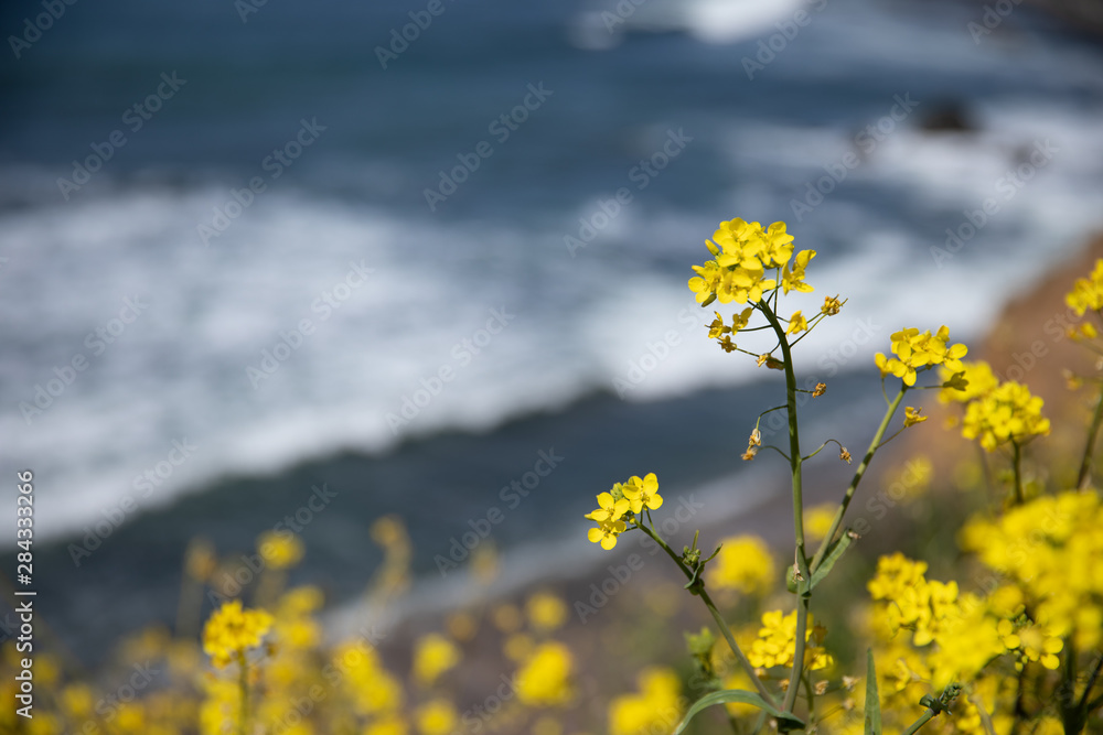 Yellow Flowers on the Coast