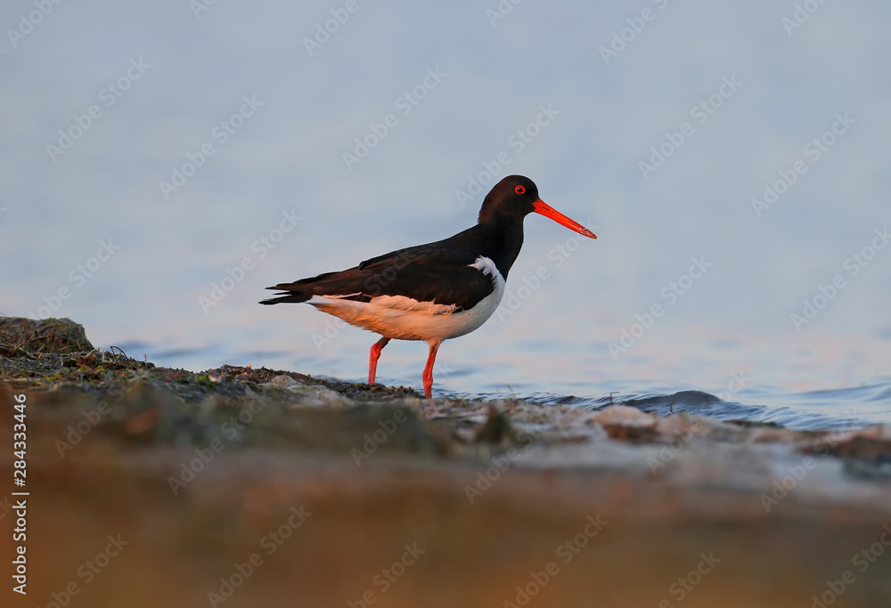 Eurasian oystercatcher (Haematopus ostralegus) close-up shot on the estuary on a background of blue water. Bright red beak and eyes look unusual and exotic Eurasian oystercatcher (Haematopus ostralegus) close-up shot on the estuary on a background of blue water. Bright red beak and eyes look unusual and exotic