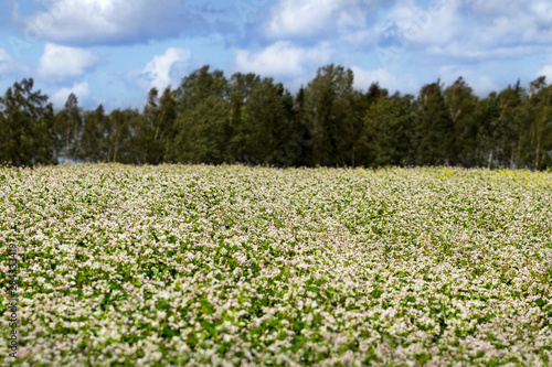 Buckwheat on a field.