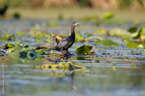 A single pygmy cormorant (Microcarbo pygmaeus) shot in soft morning light stands on the leaves of aquatic plants and poses for the photographer