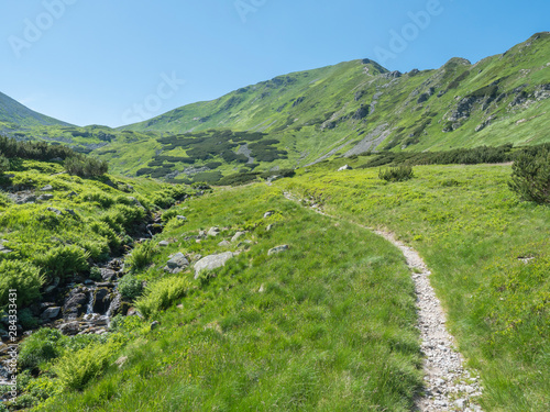 footpath and beautiful mountain stream cascade flows between lush green fern leaves and yellow flowers, green meadow with moutain peaks in background. Western Tatras mountains, Rohace Slovakia, summer