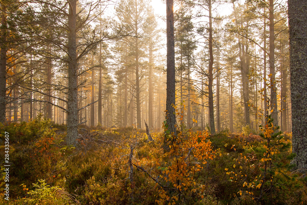 Fototapeta premium Autumn between villages nature and water in Scandinavia