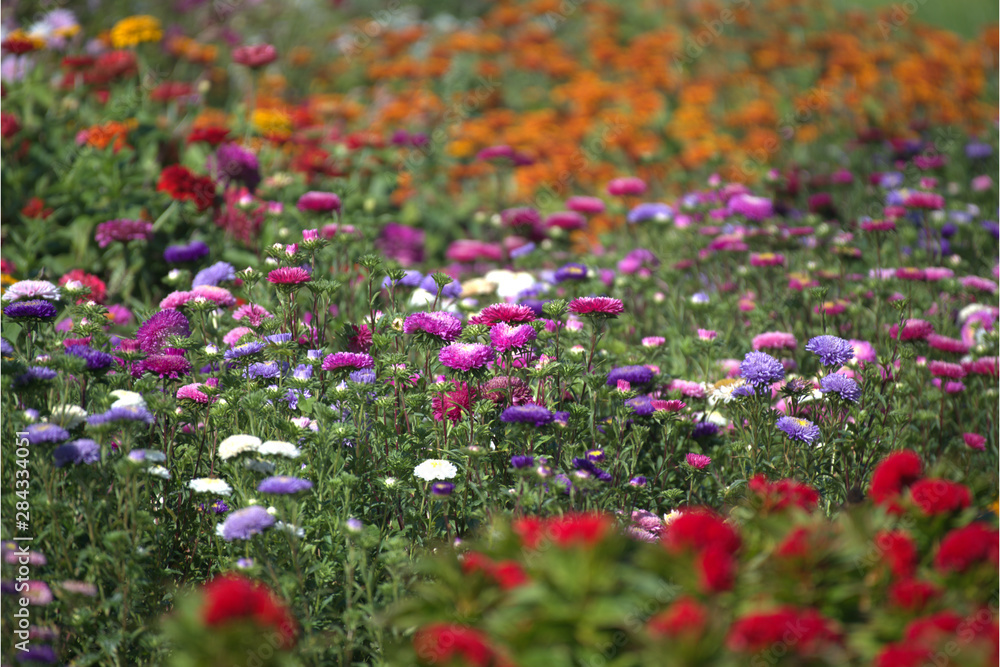 Gartenblumen