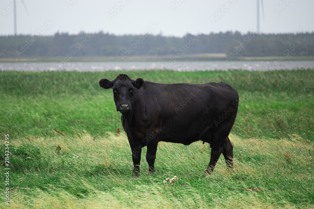 Black angus cow on the field in Denmark
