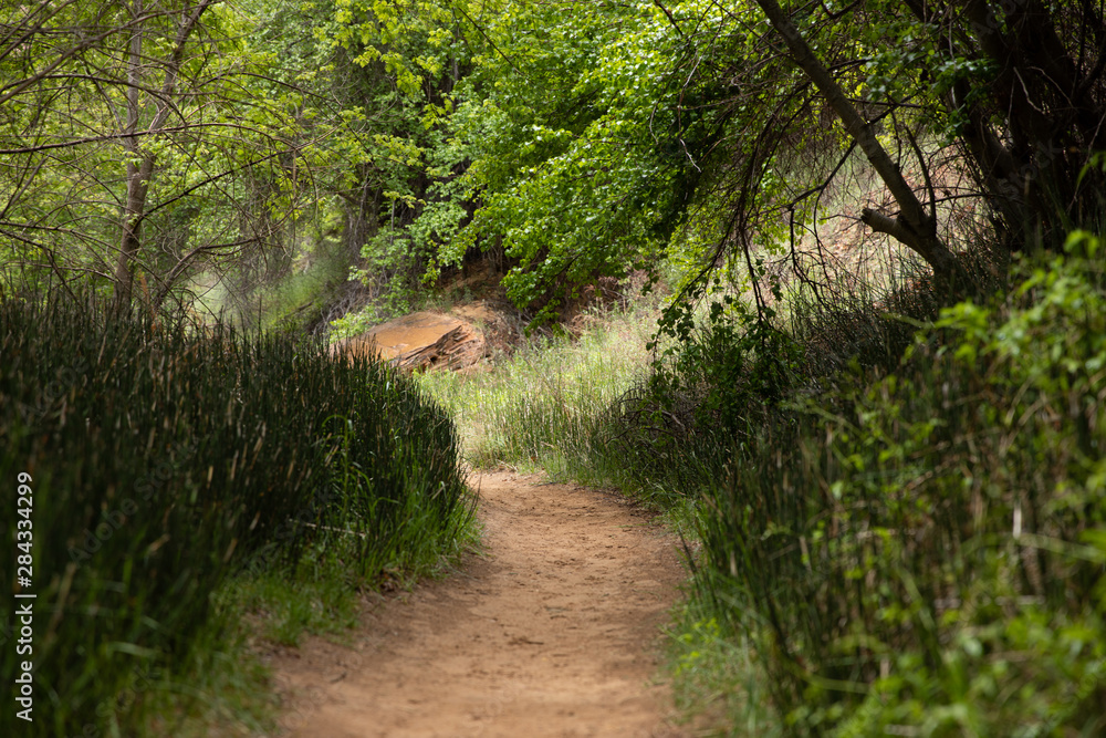 Fototapeta premium Hiking Path