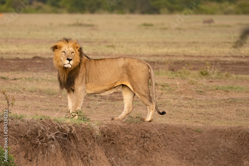 male lion standing and staring