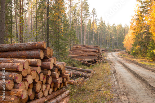 Timber in autumn in Sweden