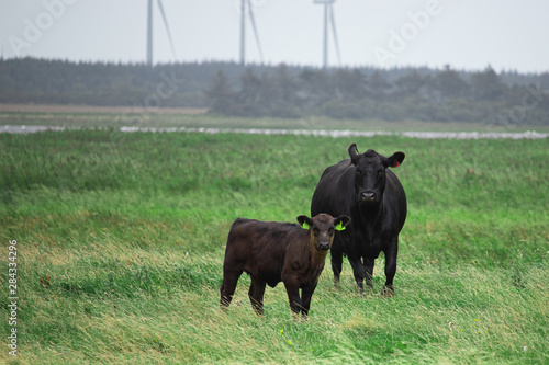 Black angus cow together with  its cattle on the field in Denmark