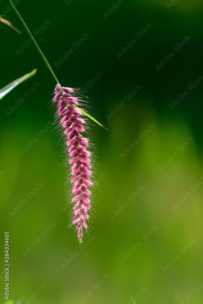 Wild flower of deccan plateau, India