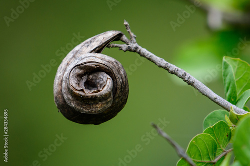 Dried abondened shell hanging on bush branch photo