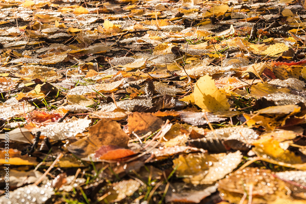 Autumn leaves on the ground in the forest - Sweden Autumn leaves on the ground in the forest - Sweden