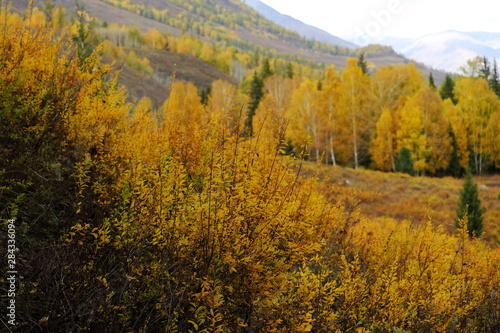 Hemu village in colorful autumn in morning golden light  Xinjiang  China