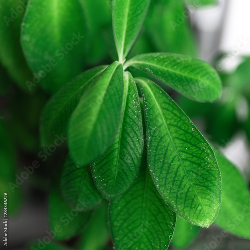 Houseplant affected by a pest