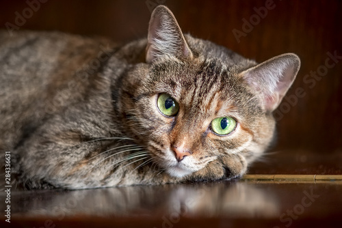 Close-up, portrait of a cat with green eyes, striped brown color, lying on the piano