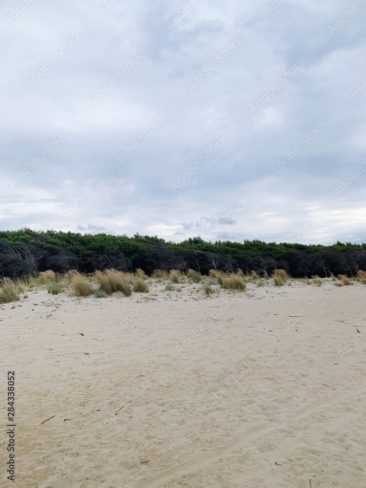 beach and woodland