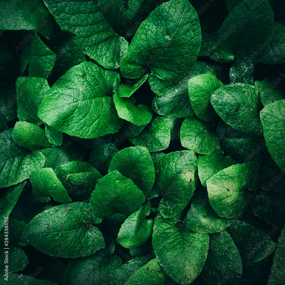 Obraz premium Green leaves texture. dark green foliage nature background