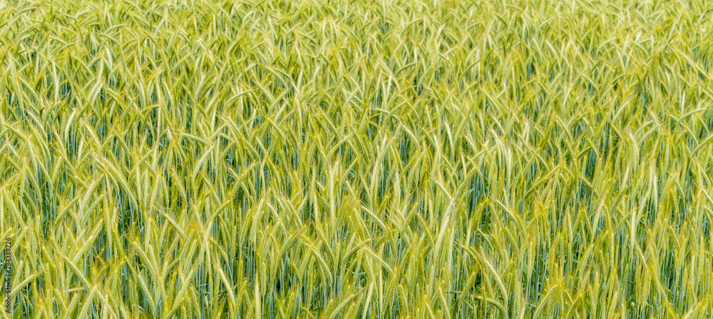green wheat field and sunny day