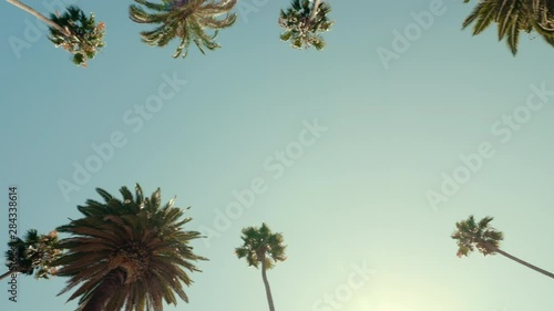Driving Under Beverly Hills Palm Trees With Sun Beam, clear sky
