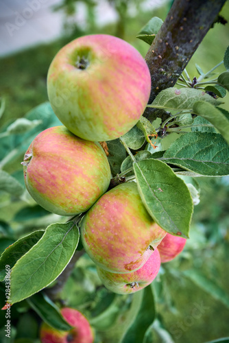 ripe apples on a branch with green leaves
