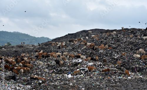 Cattle on a pile of garbage dump