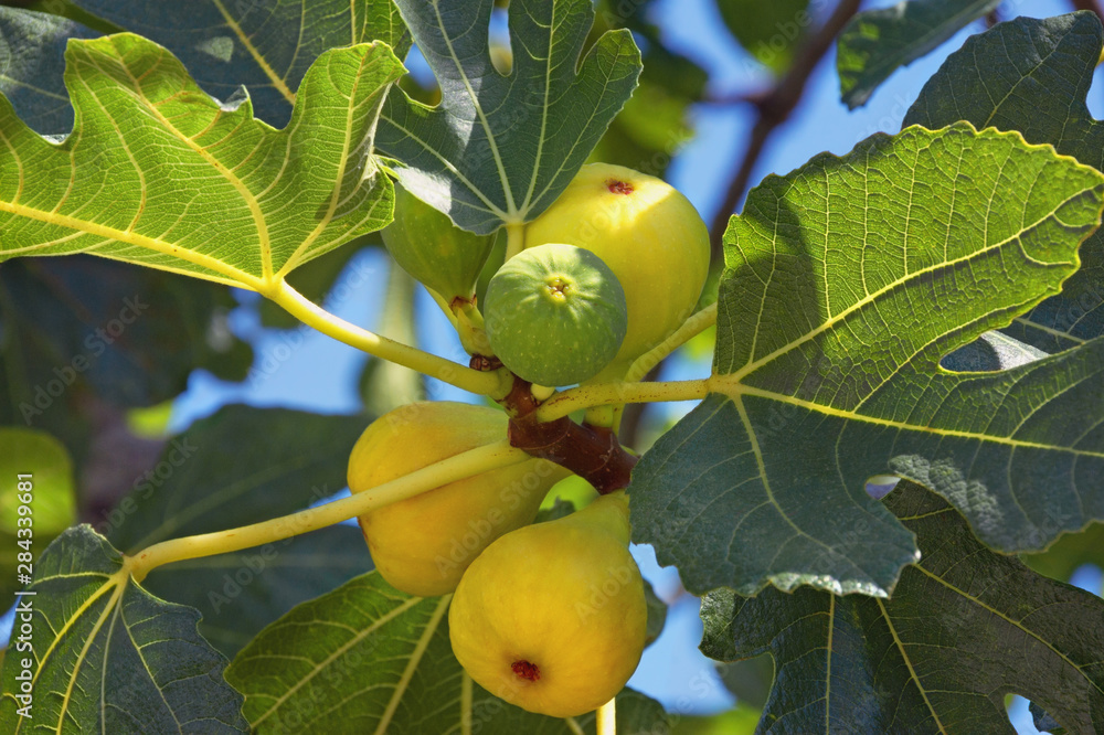 Obraz premium Autumn. Branch of fig tree ( Ficus carica ) with leaves and bright fruits