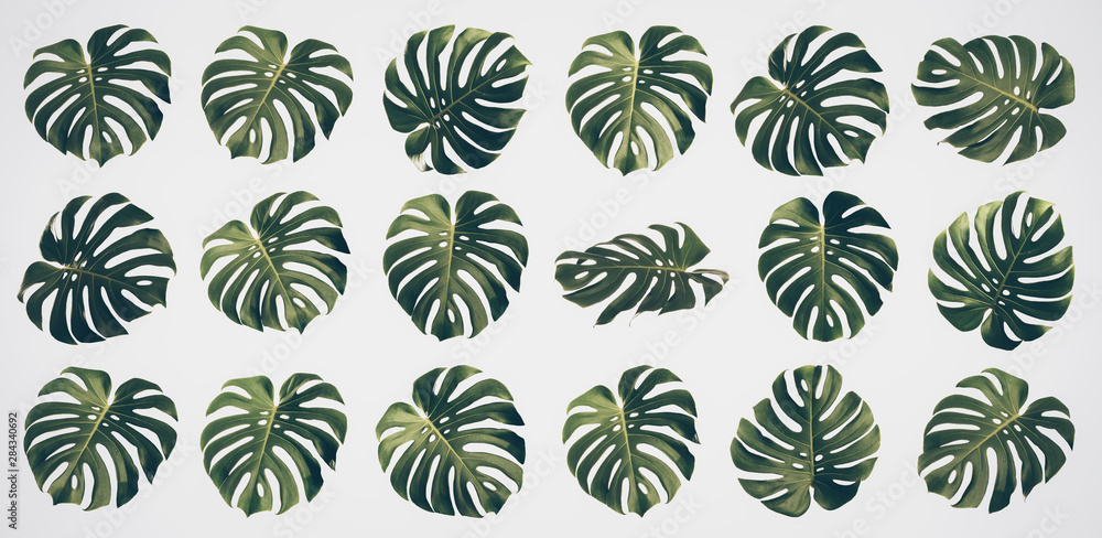 Isolated Monstera leaf set, Monstera Deliciousa leaves, shaped like a heart, is a tropical tree that can be grown indoors, Summer and spring concept, Vintage Tone.