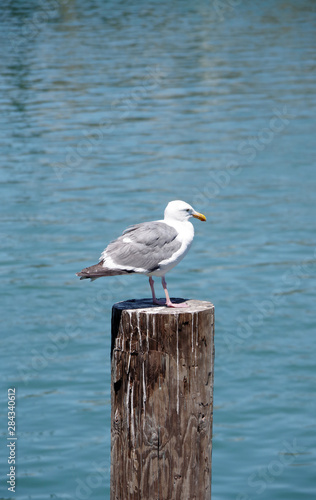 Single seagull sitting on a post in the harbor