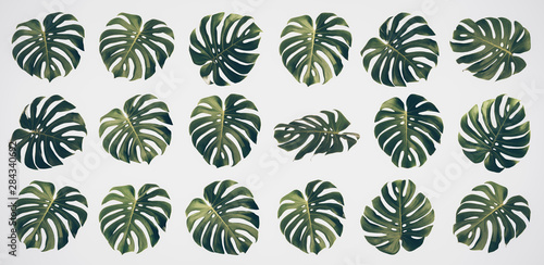 Isolated Monstera leaf set, Monstera Deliciousa leaves, shaped like a heart, is a tropical tree that can be grown indoors, Summer and spring concept, Vintage Tone.
