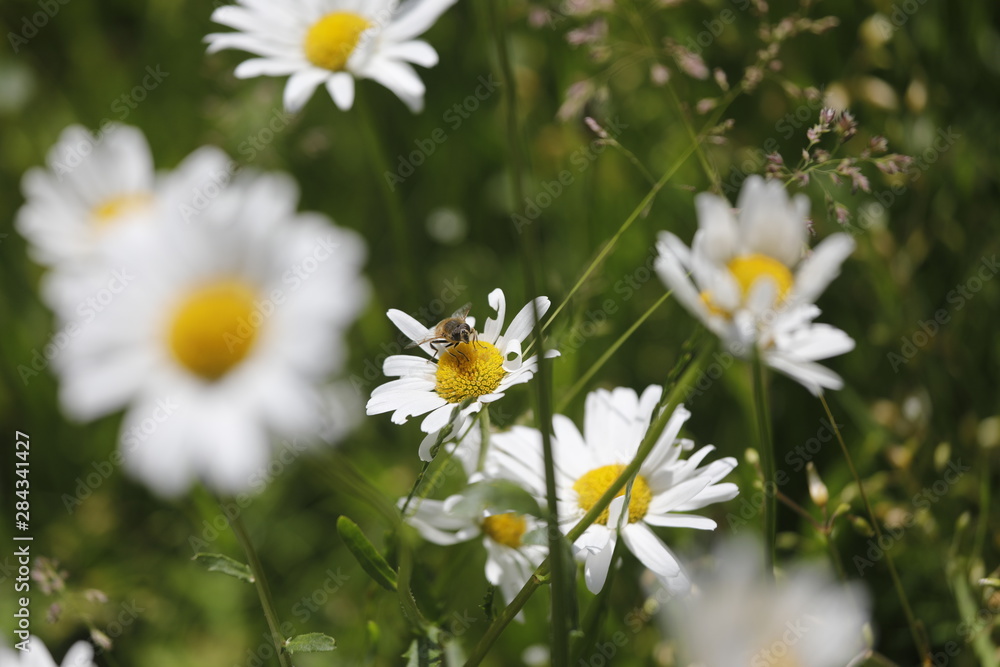 Weiße Blumen Margeriten und Insekten wie Bienen auf Blumenwiese im Sommer Weiße Blumen Margeriten und Insekten wie Bienen auf Blumenwiese im Sommer