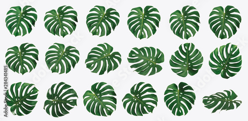 Isolated Monstera leaf set, Monstera Deliciousa leaves, shaped like a heart, is a tropical tree that can be grown indoors, Summer and spring concept, High quality image.