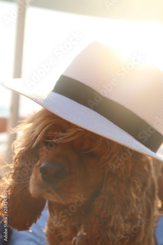 summer cocker spaniel