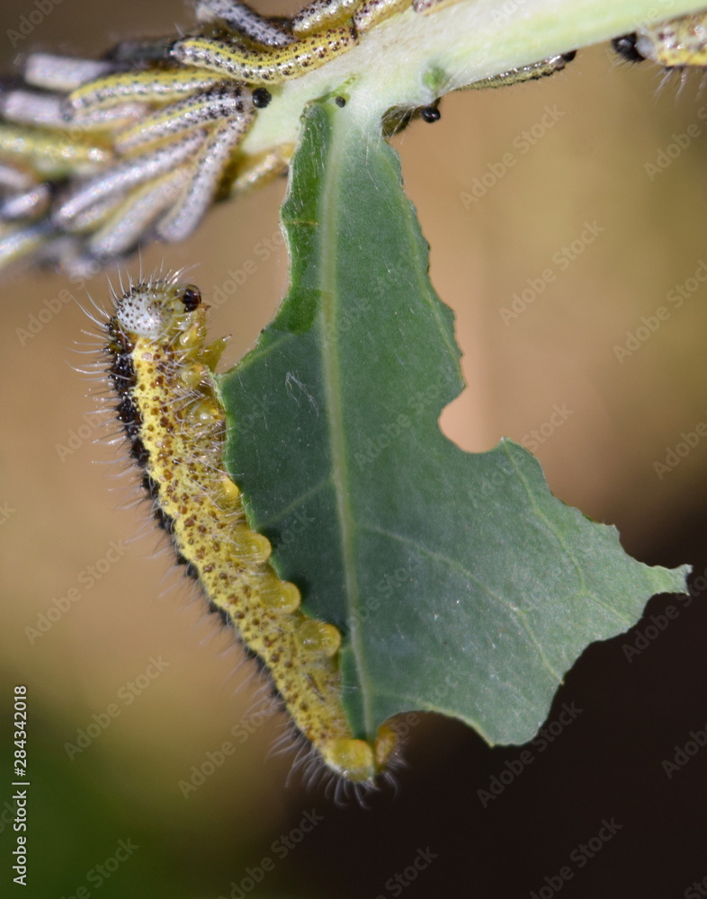 Naklejka premium Caterpillar 