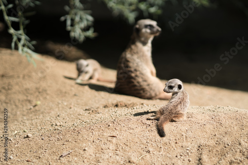 Meerkat with babies © Johann