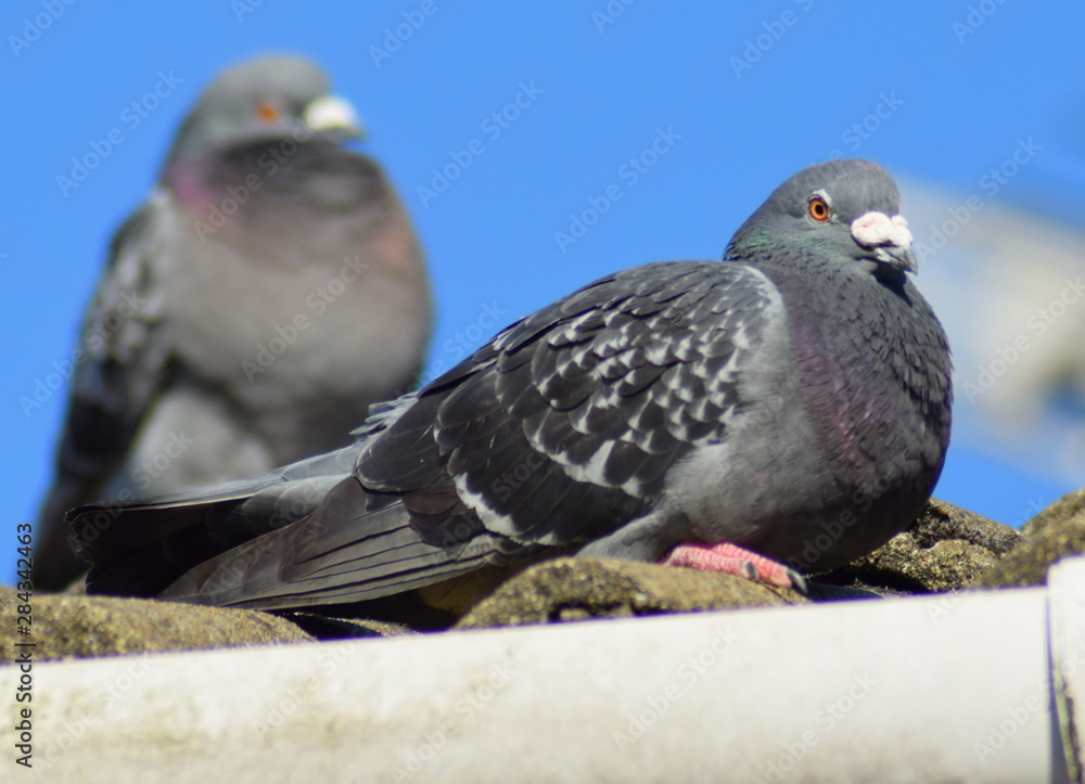 Obraz premium Pigeon