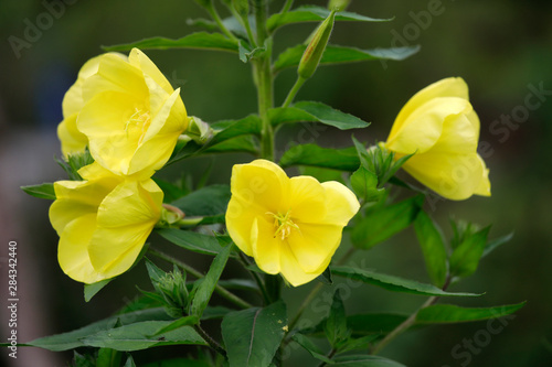 Pflanze Nachtkerze mit gelben Blüten im Sommer photo