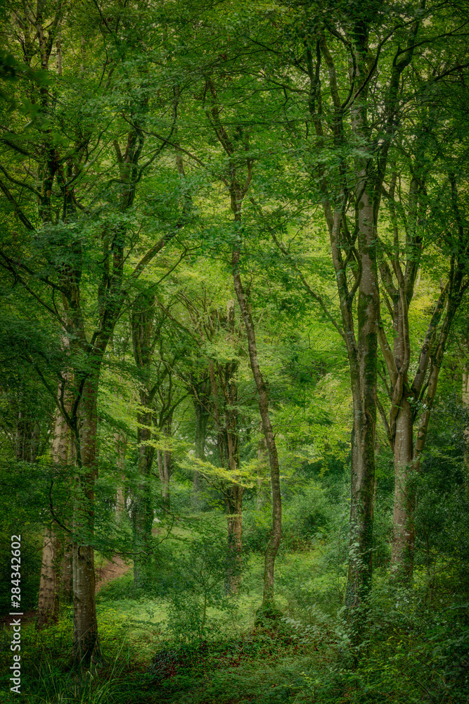 Fototapeta premium Woodland in cornwall england uk 