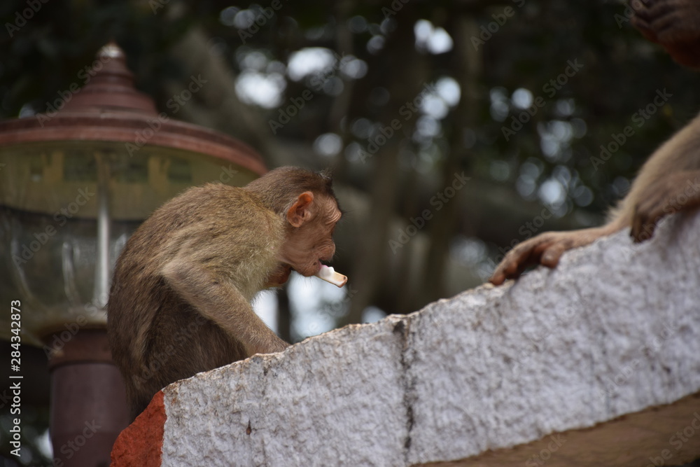 Obraz premium Monkey