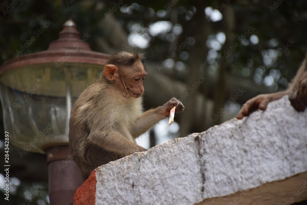 Obraz premium Monkey