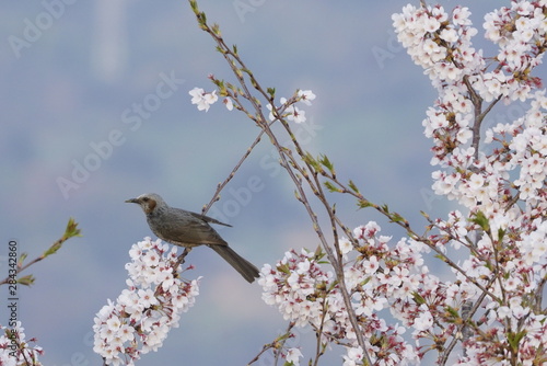 ヒヨドリと桜 / Sakura and bird