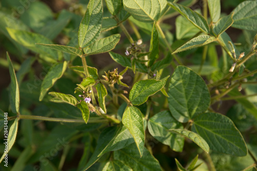 Agricultural soybean flower and pods plantation background on sunny day. Green growing soybeans against sunlight. © Ivanna