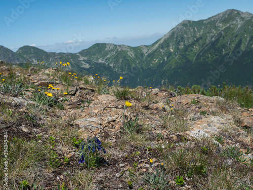 Mountain meadow of Western Tatras mountains Rohace with dandelion and Gentiana alpine flower and view on ostry rohac two peaks from hiking trail on Baranec. Sharp green grassy rocky mountain. Summer photo