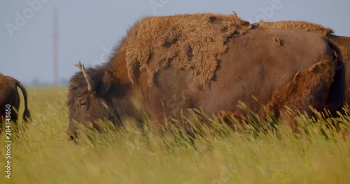 Closeup shoot of beautiful large bison eating grass in the field in the national park