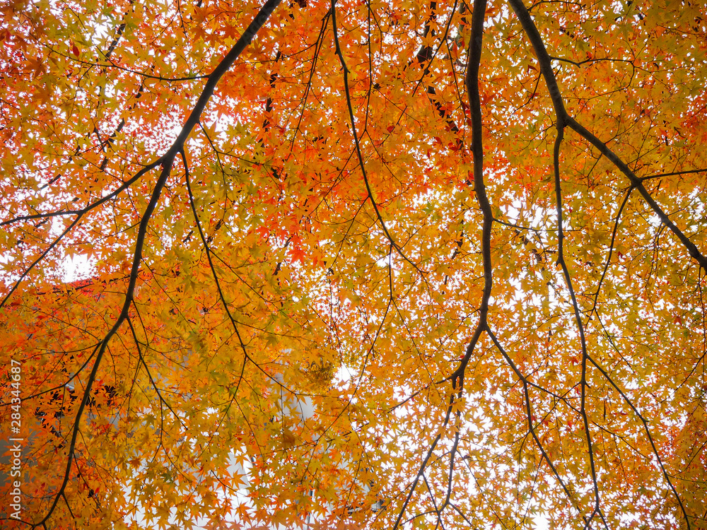 Beautiful orange maple branch under sunlight for background and copy space, Japan Beautiful orange maple branch under sunlight for background and copy space, Japan
