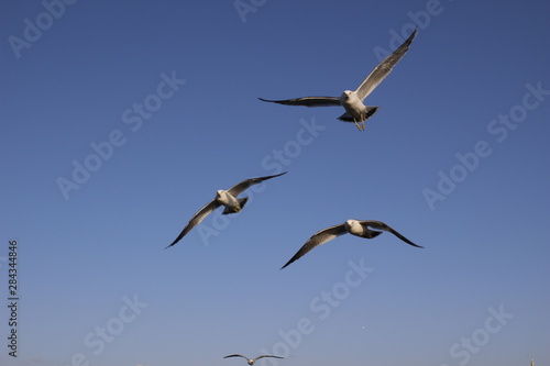 seagull flying in the sky, 갈매기  © Jeongwoo Kim